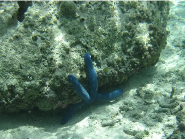 Blue starfish