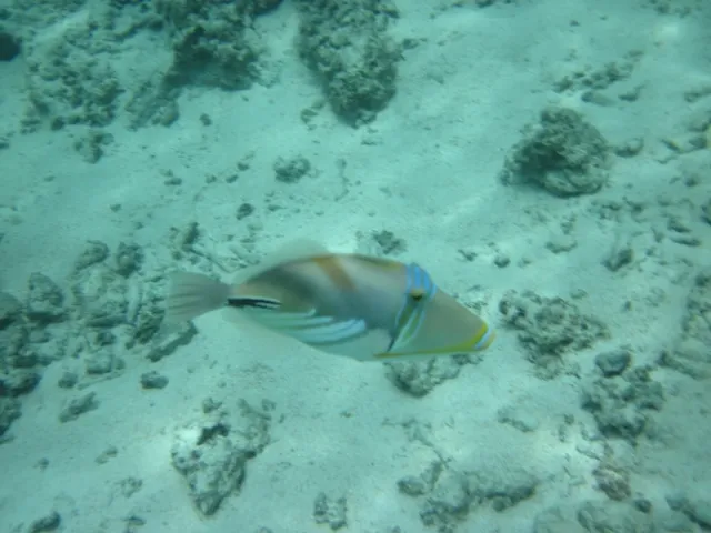 Unknown fish species