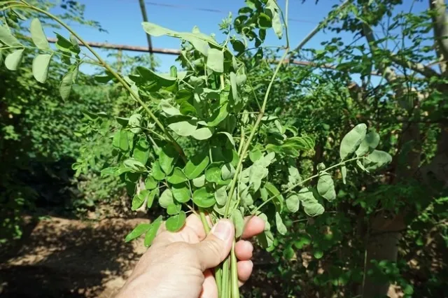 Vang vende peque&ntilde;os manojos de brotes de moringa a un d&oacute;lar en un mercado de granjeros.