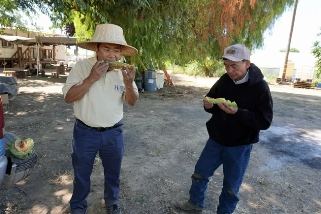 Michael Yang (izquierda), asistente agr&iacute;cola de UCCE y Vang Thao disfrutan de un mel&oacute;n reci&eacute;n cosechado durante su visita al campo.