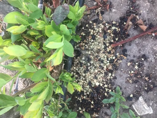 Mouse collection of tasty puncturevine seeds. Thanks to Ken Gerry.