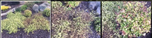 Ceanothus 'Diamond Heights'