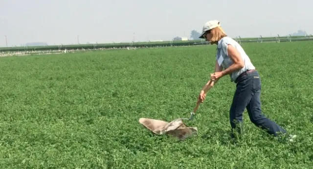 UCCE advisor Rachael Long demonstrates using a sweep net to monitor for alfalfa weevils.
