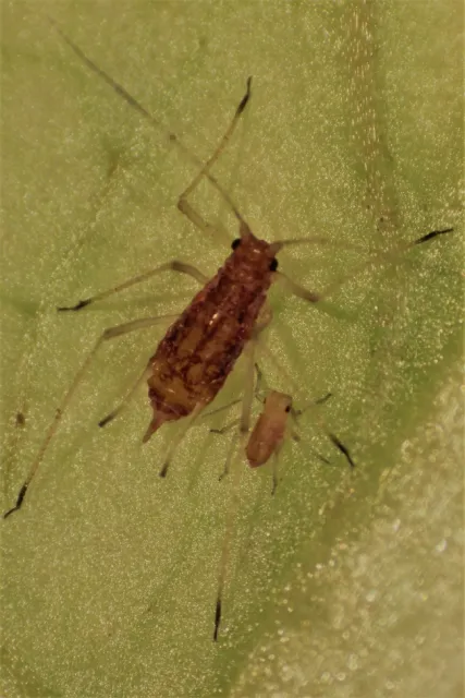 Fig. 2. Potato aphid.