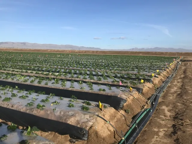 Plots in mid January