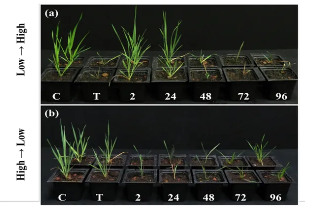 Figure 1. Temperature-dependent response of B. hybridum plants to pinoxaden at different time points after herbicide application