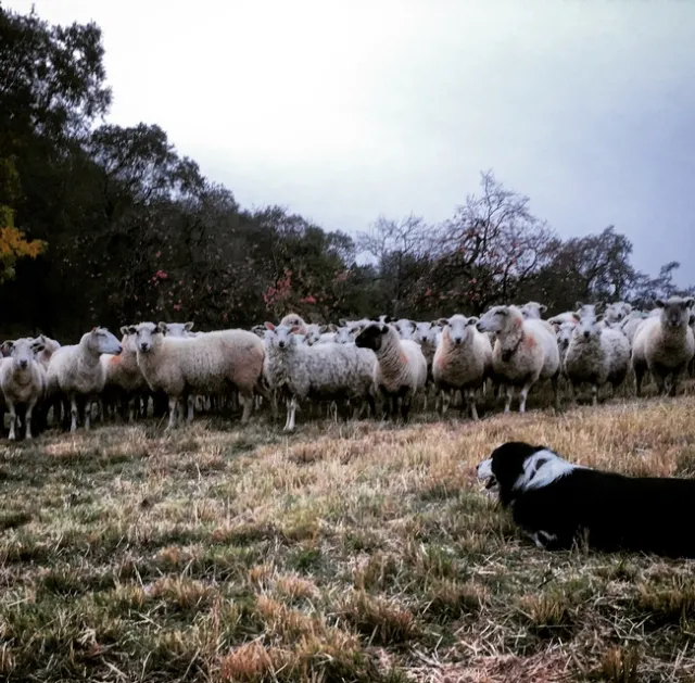 2017-11-19 16.45.06-2