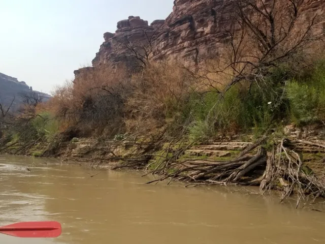 Defoliated tamarisk, some willows coming up in the understory.