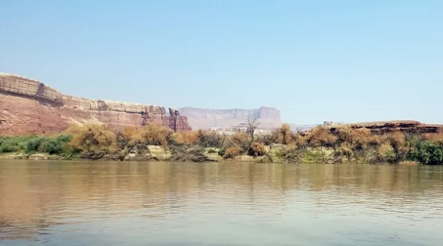 More defoliated tamarisk