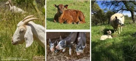 website multi species