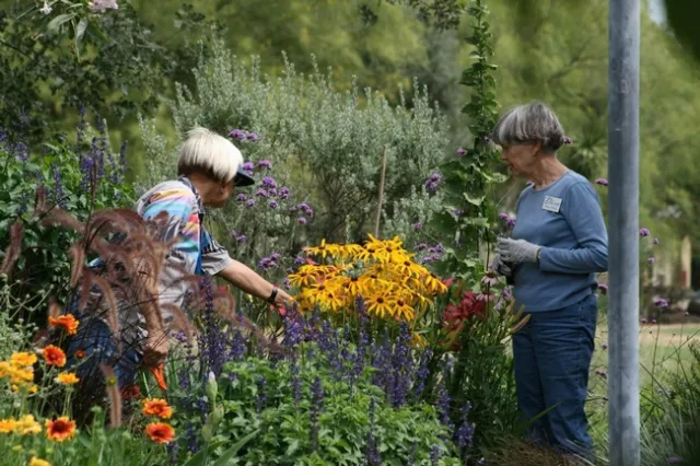 Since the UC Master Gardener program's inception, more than 5 million hours of volunteer service have been donated.