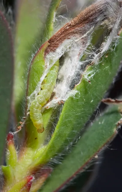 Fig 9 20080424 lbam larva full resolution 9446