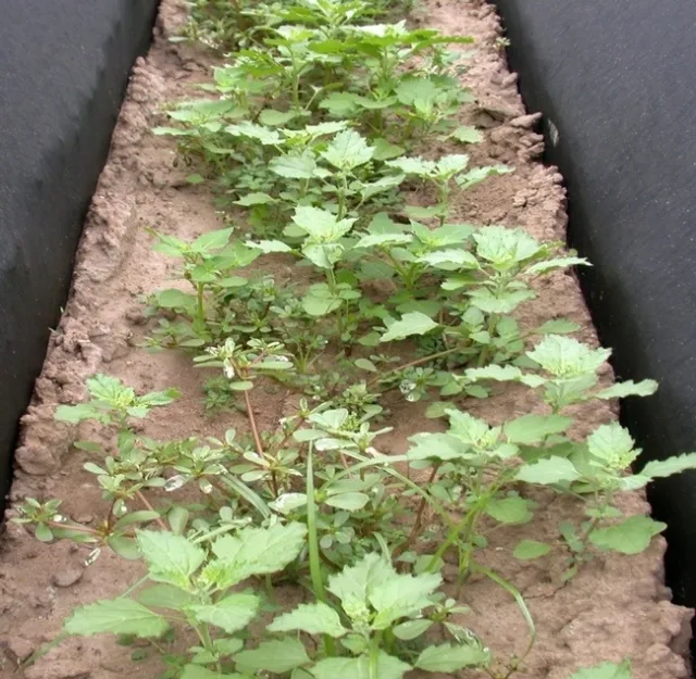 Sometimes weeds are tasty, like amaranth and purslane