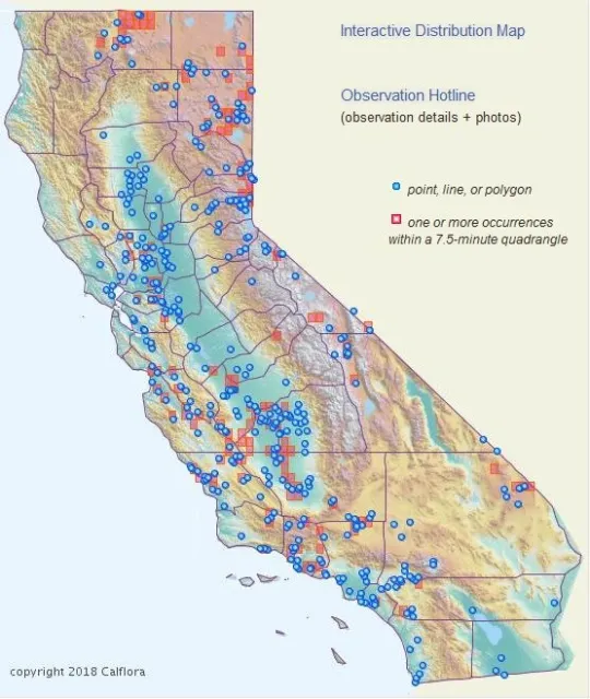 Figure 3: Russian Knapweed Map from CalFlora