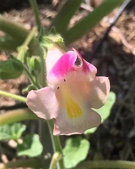 Flowering Devils Claw