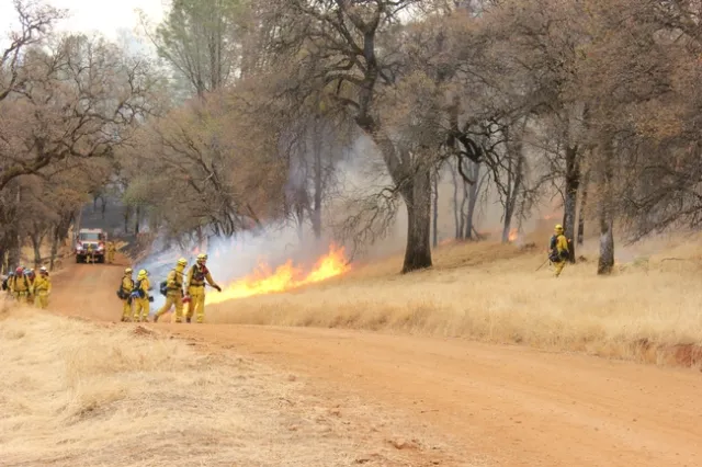 Once started by the driptorch the fire spreads through the understory, with the fire crews monitoring the flames to make sure they don't get too high.