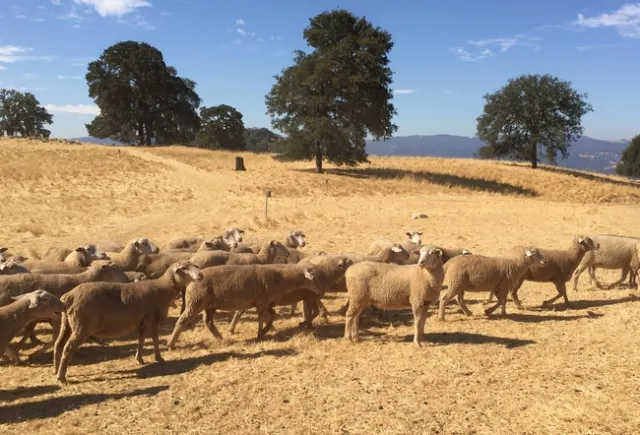 Sheep at Hopland Research and Extension Center were moved out of the line of the River Fire.