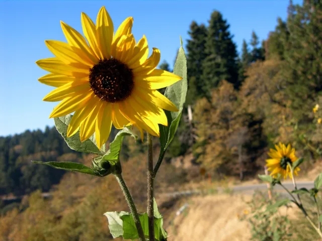 Wild sunflowers along Highway 18 near Rim Forest.