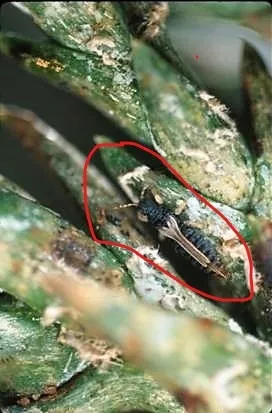 Chamaecyparis  branchlet closer with thrips LI