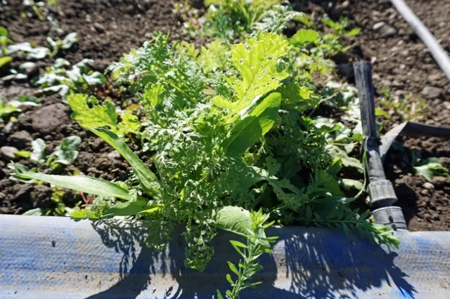 A safflower and vetch cover crop growing in the autumn light.