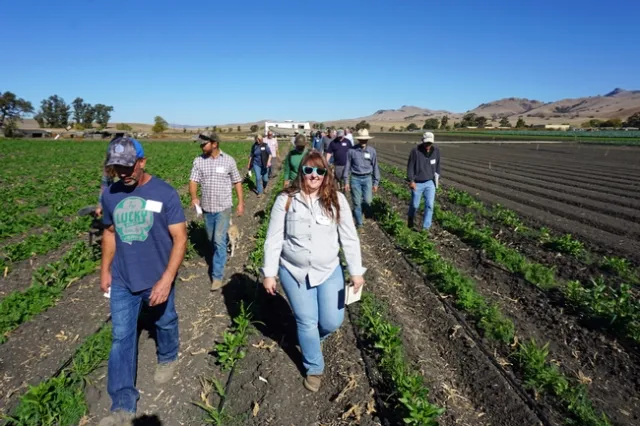 UCCE farm advisor Amber Vinches is a cooperator on the project..