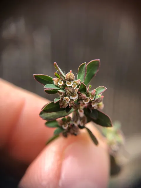 Spotted spurge flowers