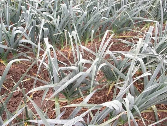 Photo 3. Note bending of leaves with prometryn