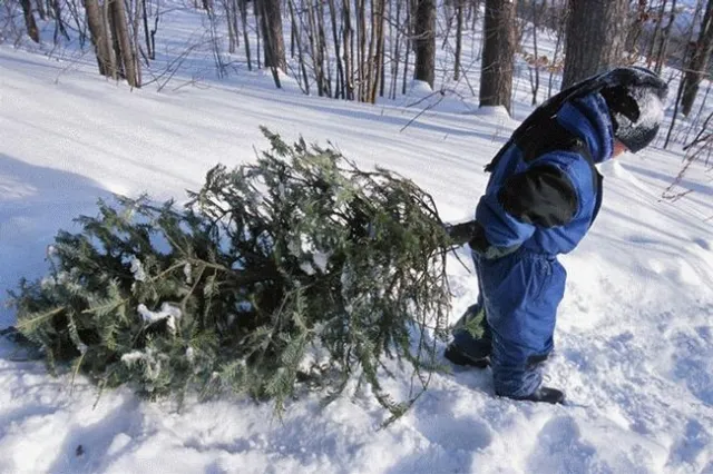 Smart harvest of Christmas trees can help thin the forest. (Photo: USDA)