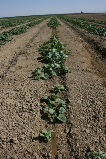 Figure 1c. Sandea PRE