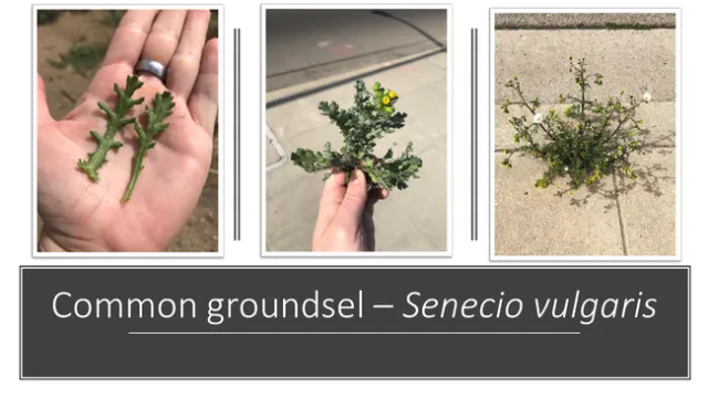 Common groundsel