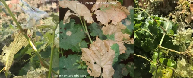 WGLS infestations and damage