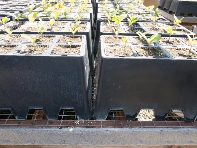 Ideal bench and floor sanitation consisting of metal and concrete flooring, which are easily cleaned and disinfected.