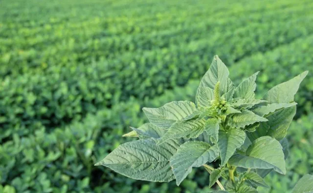 “Beyond chemicals, people are desperate for another way to fight weeds and electricity is back on the agenda,” says Andrew Diprose. © Chris Bennett