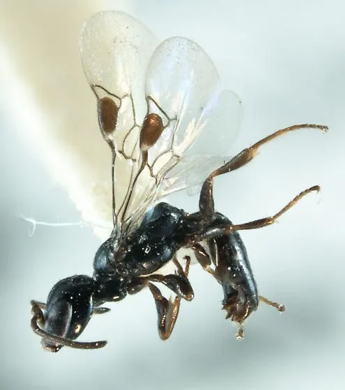 Ammoplanines wasp