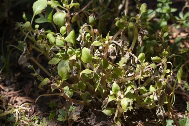 Downy mildew on impatiens can lead to severe defoliation and death
