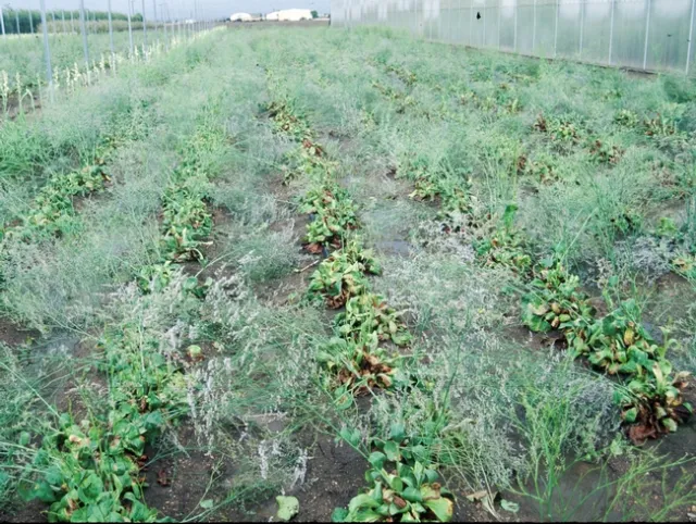 Downy mildew on statice grown for cut flowers in field