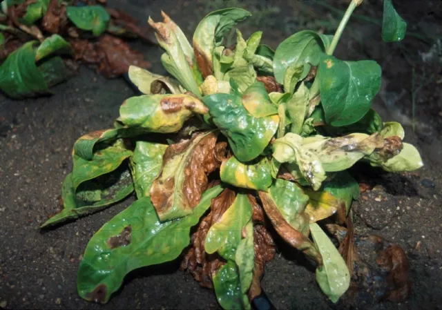 Downy mildew on statice