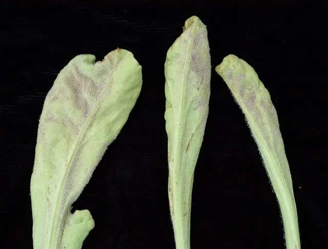 Sporulation of downy mildew on statice