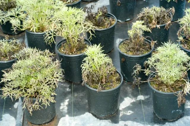 Downy mildew on Delphinium