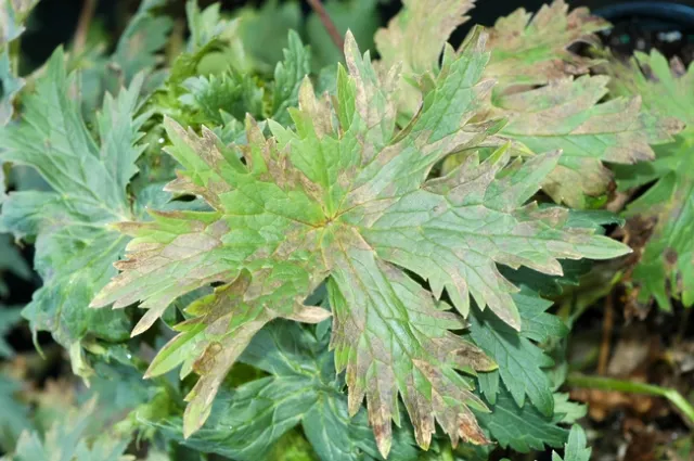 Downy mildew on Delphinium