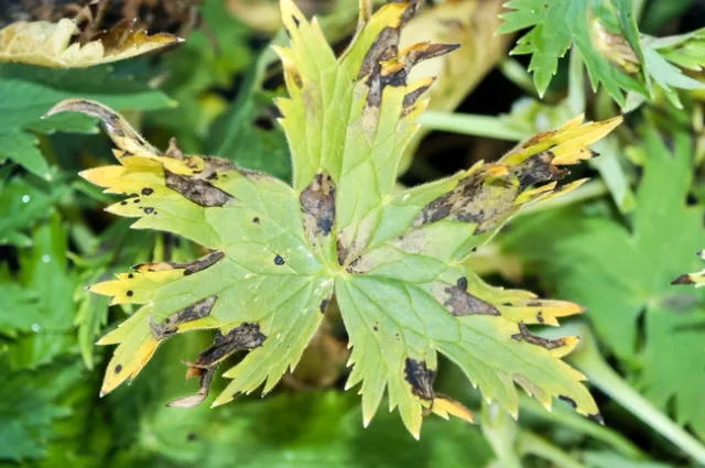 Downy mildew on Delphinium