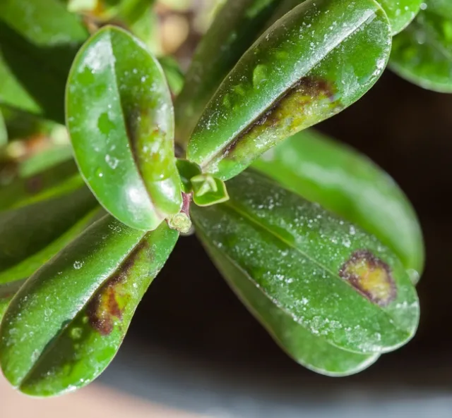 Downy mildew of Hebe