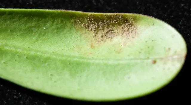 Sporulation of downy mildew on Hebe