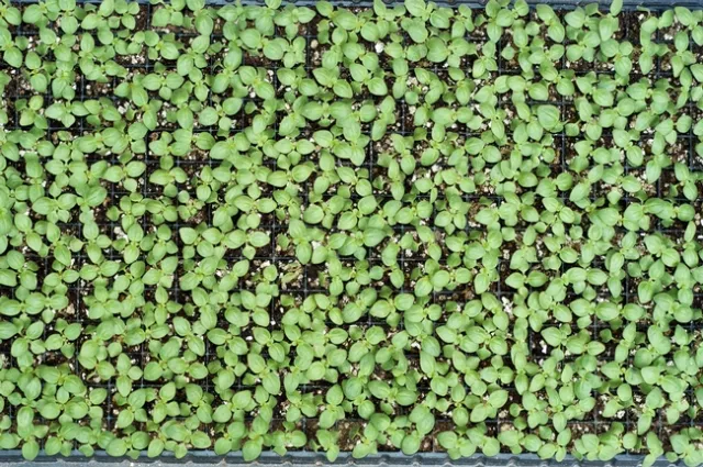 Apparently healthy flat of snapdragon seedlings, except......