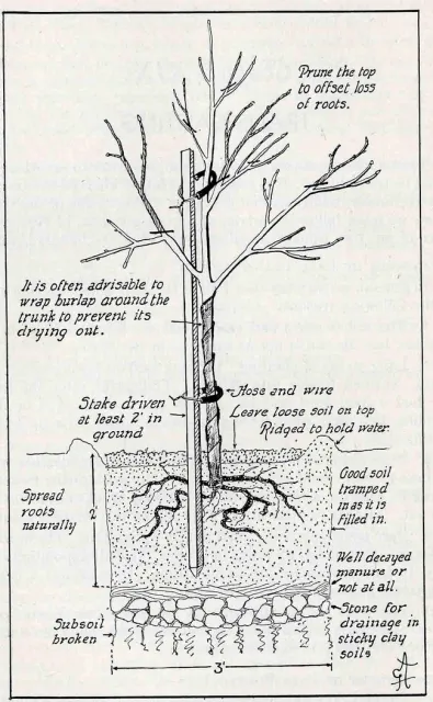 planting diagram gravel