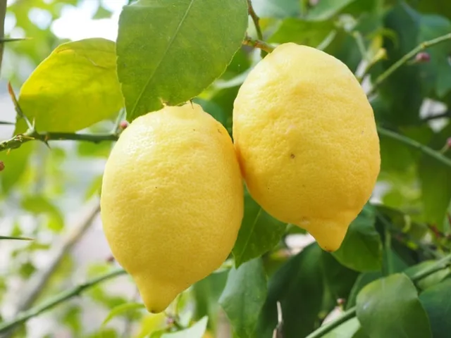 lemon