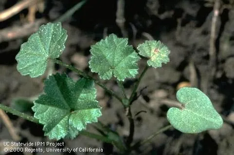 Little mallow seedling. (Credit: Jack Kelly Clark, UC IPM)