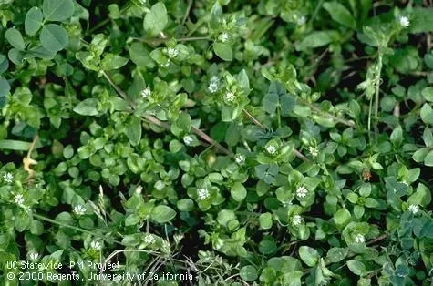 Chickweed. (Credit: Jack Kelly Clark, UC IPM)