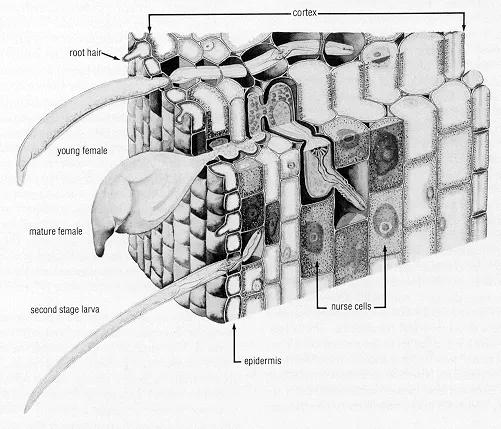 citrus nema parasitizing root