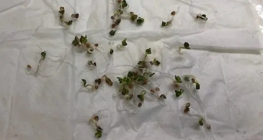 Germination test 2.6.19